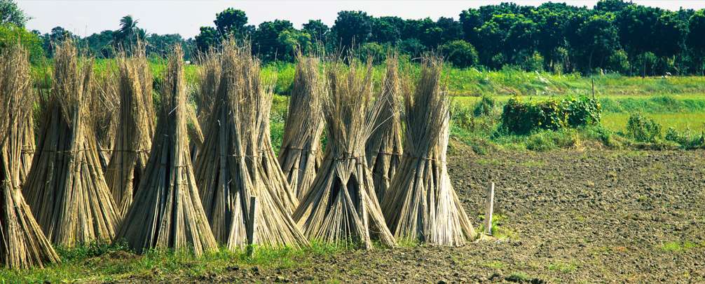 Farmer harvesting jute the golden crop