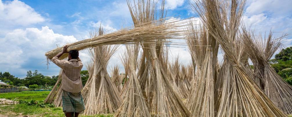 Jute Economy Jute farmers harvesting fibers